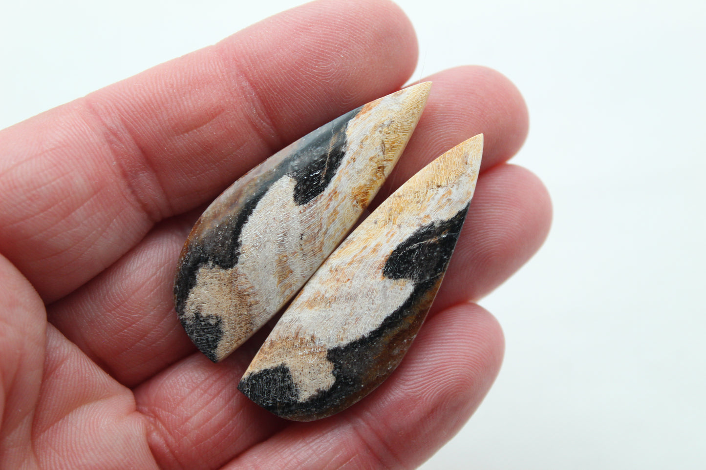 Nice pair of Petrified Wood Cabochons