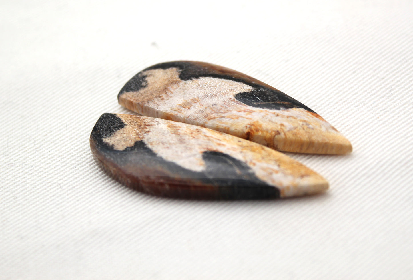 Nice pair of Petrified Wood Cabochons