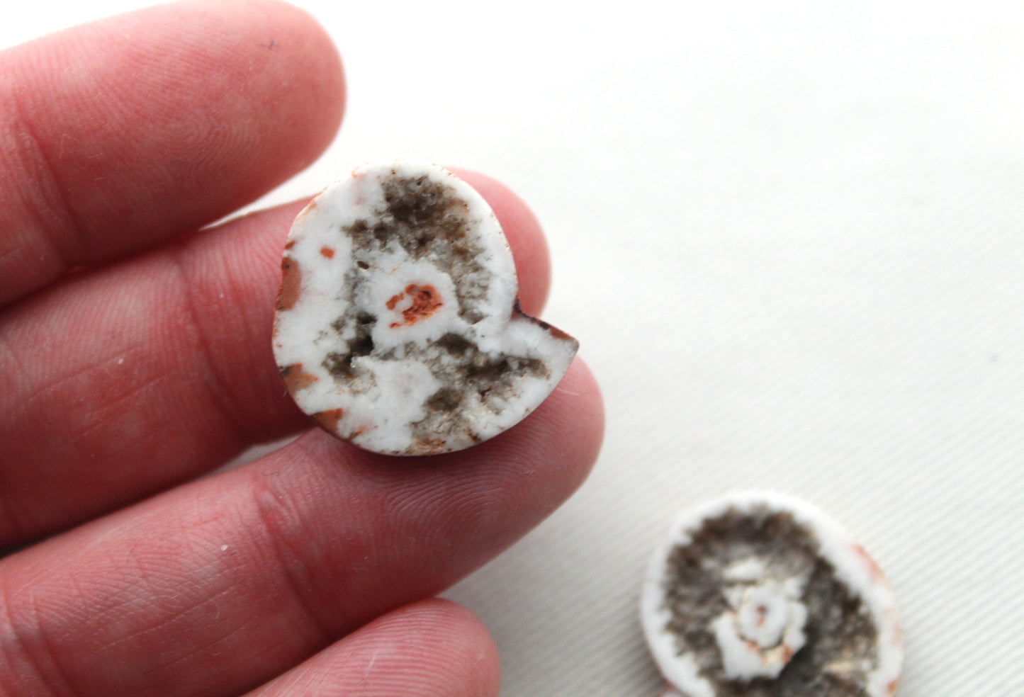 Pair Ammonite Timor Fossil Gemstone freeform rough 22MM