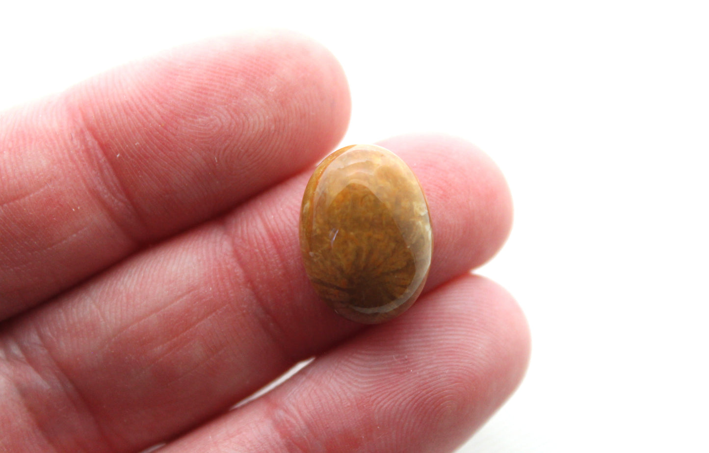 TWO Petrified coral cabochons oval 16X12MM