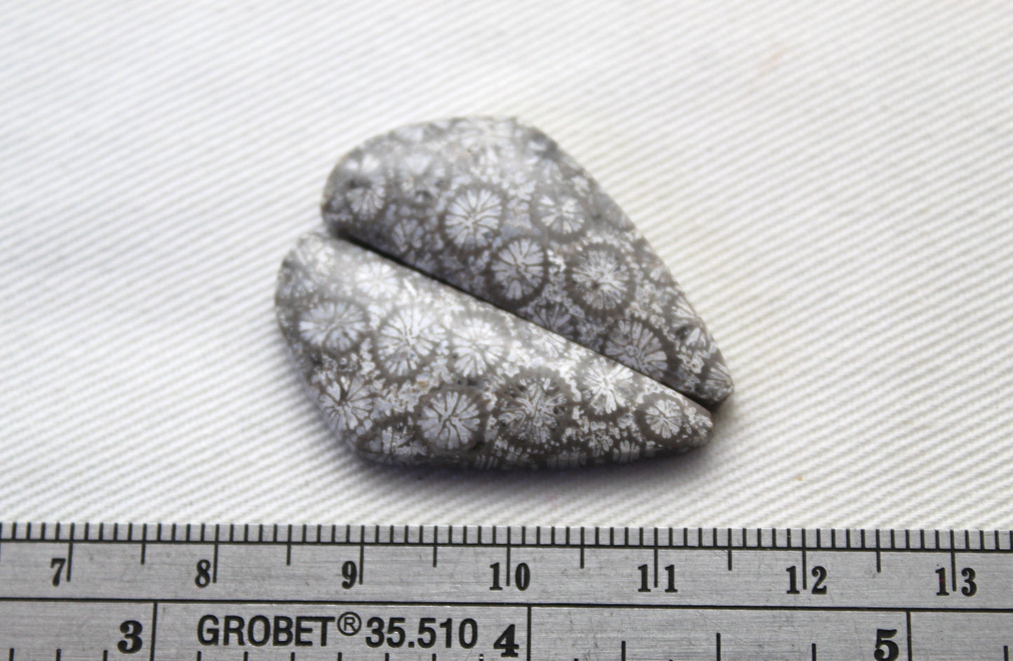 Gray Fossil coral Freeform pair cabochons