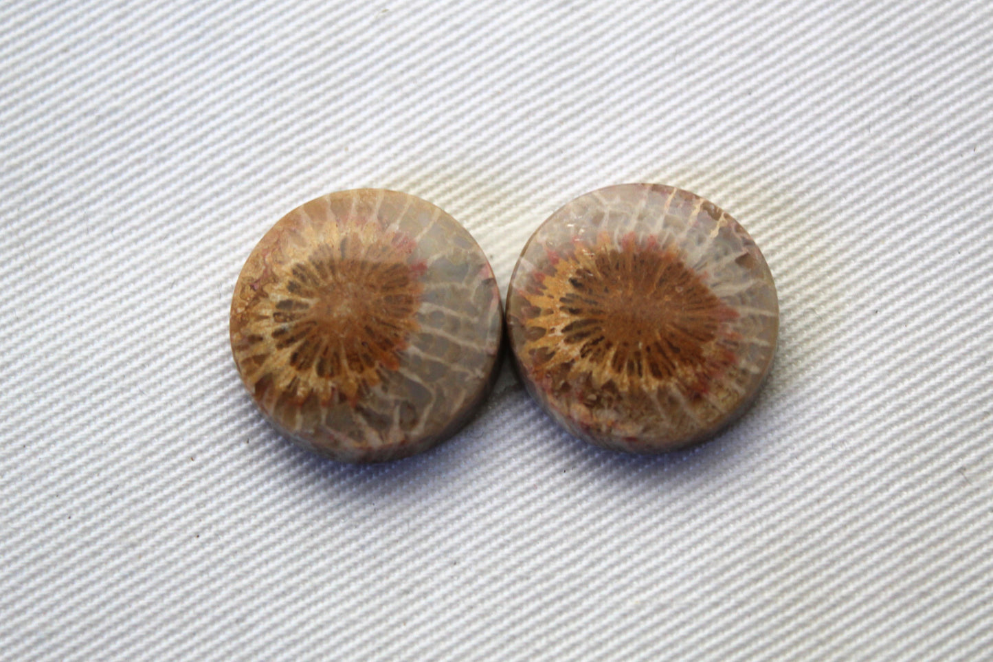 Fossilized Coral Pair of Gemstones cabochon round 18MM