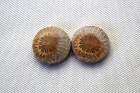 Fossilized Coral Pair of Gemstones cabochon round 18MM