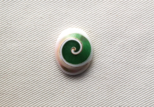 Green Shiva Eye Snail fossil gemstone Oval