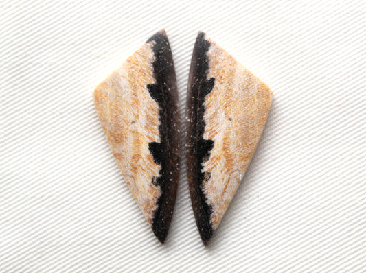 Nice pair of Petrified Wood Cabochons