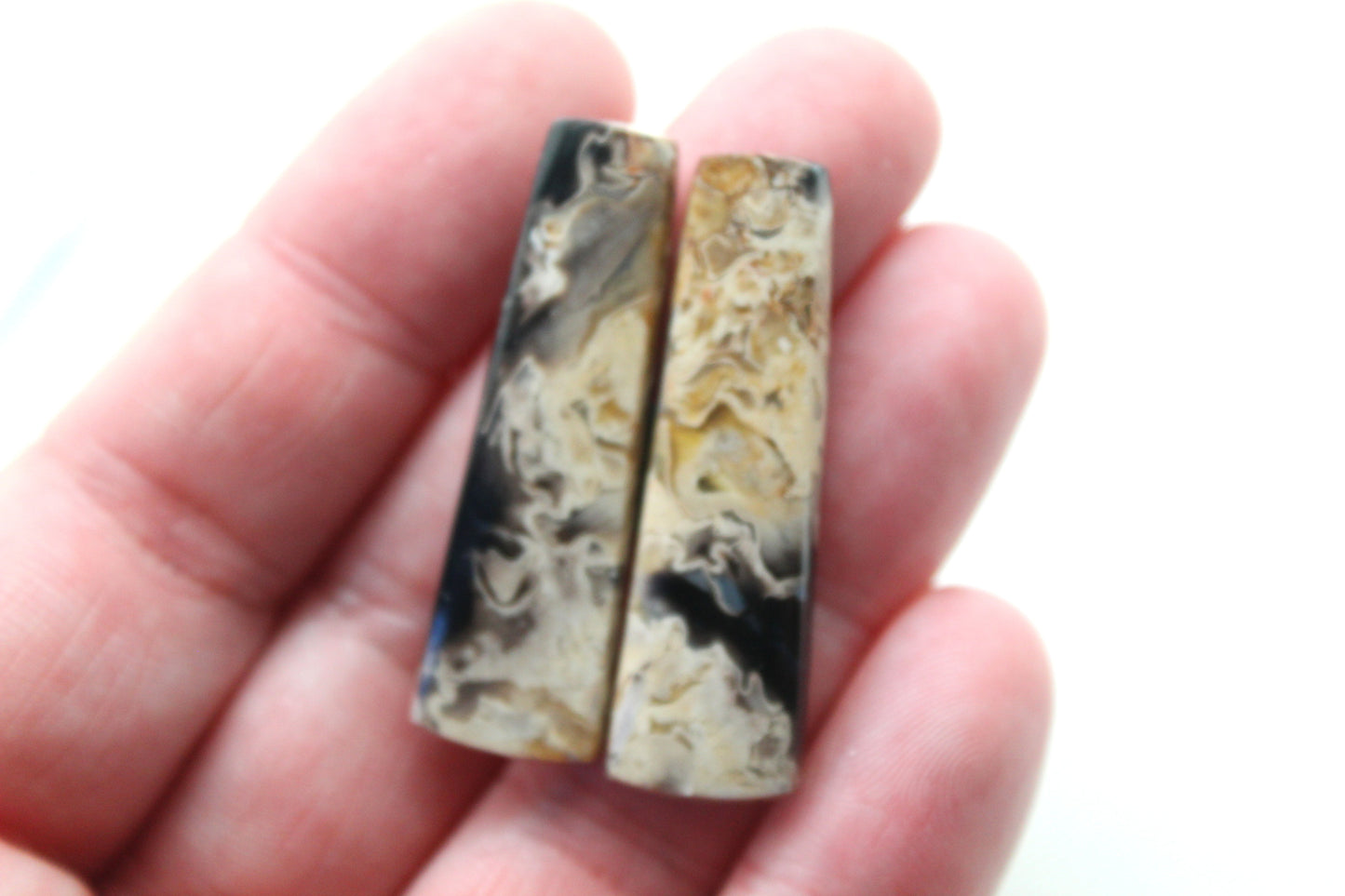 Petrified Palm Wood Cabochon Pair