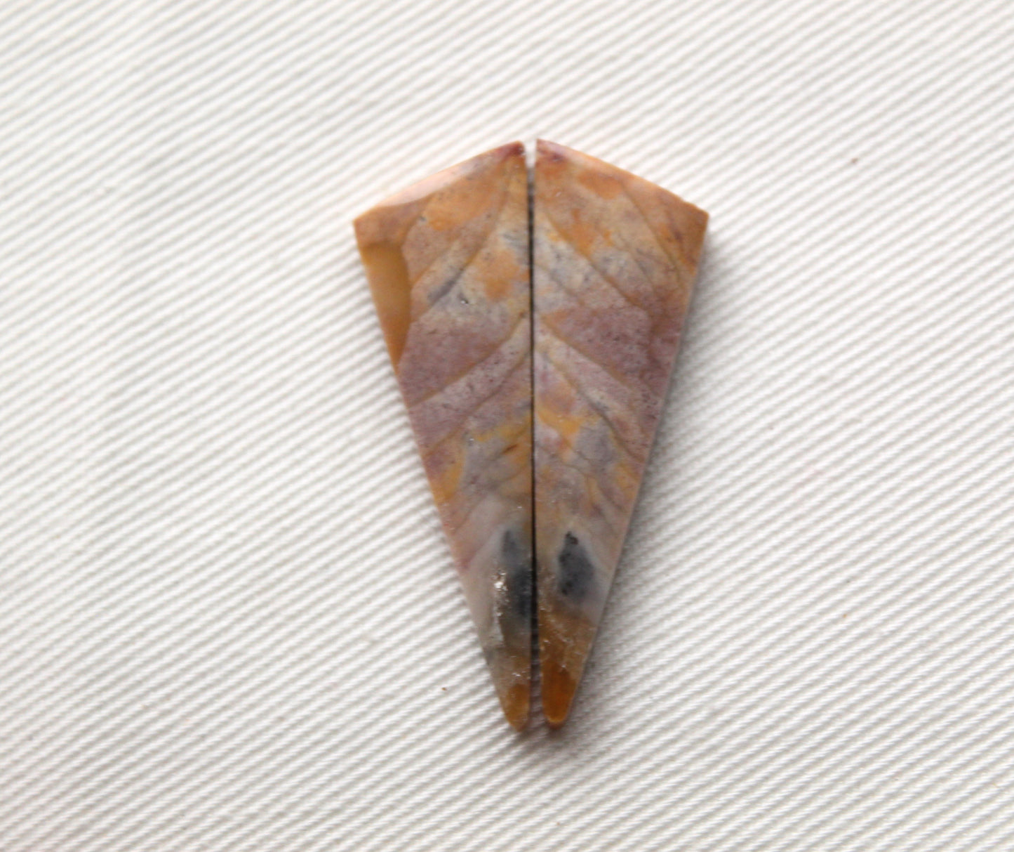 Pair of Petrified Wood Cabochons