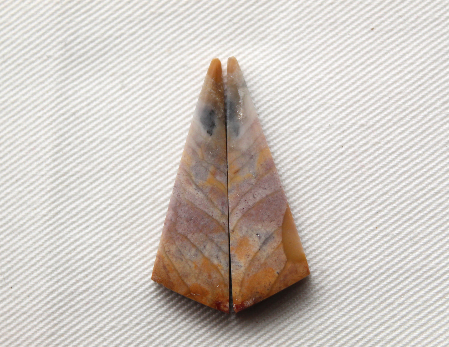 Pair of Petrified Wood Cabochons