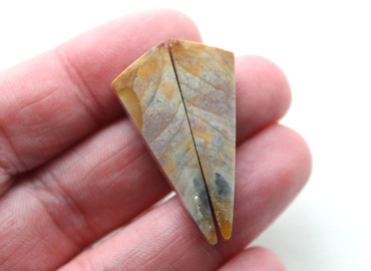 Pair of Petrified Wood Cabochons