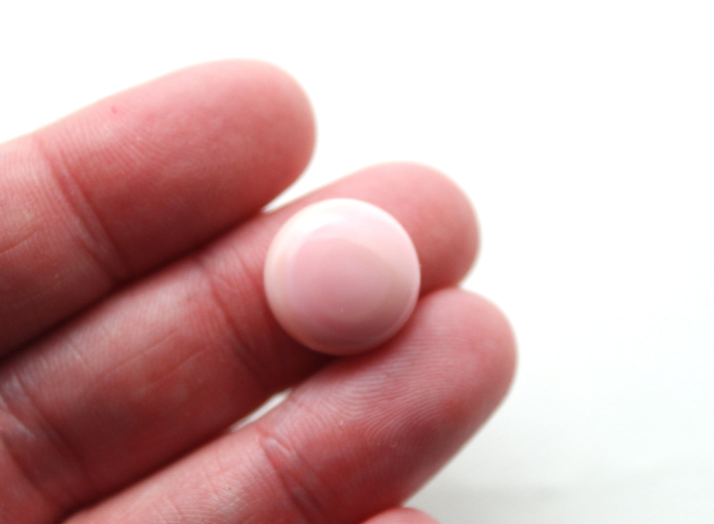 TWO Queen Conch Shell Round Cabochon 14MM