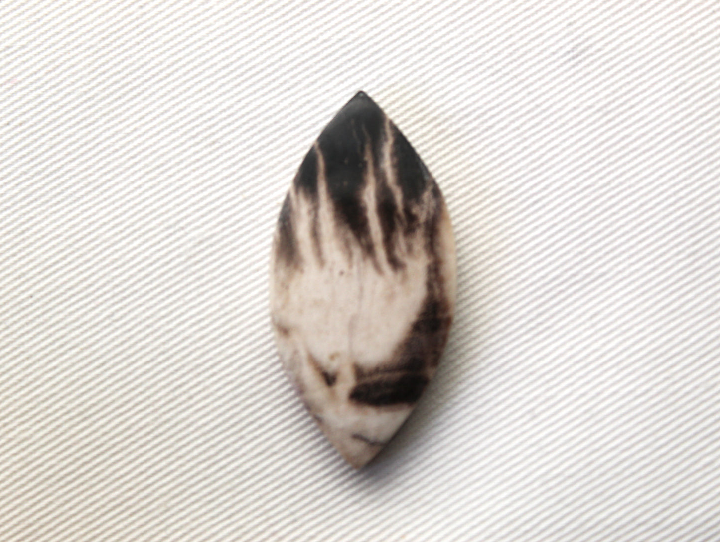 Fossil Palmwood Cabochon Gemstone Marquise