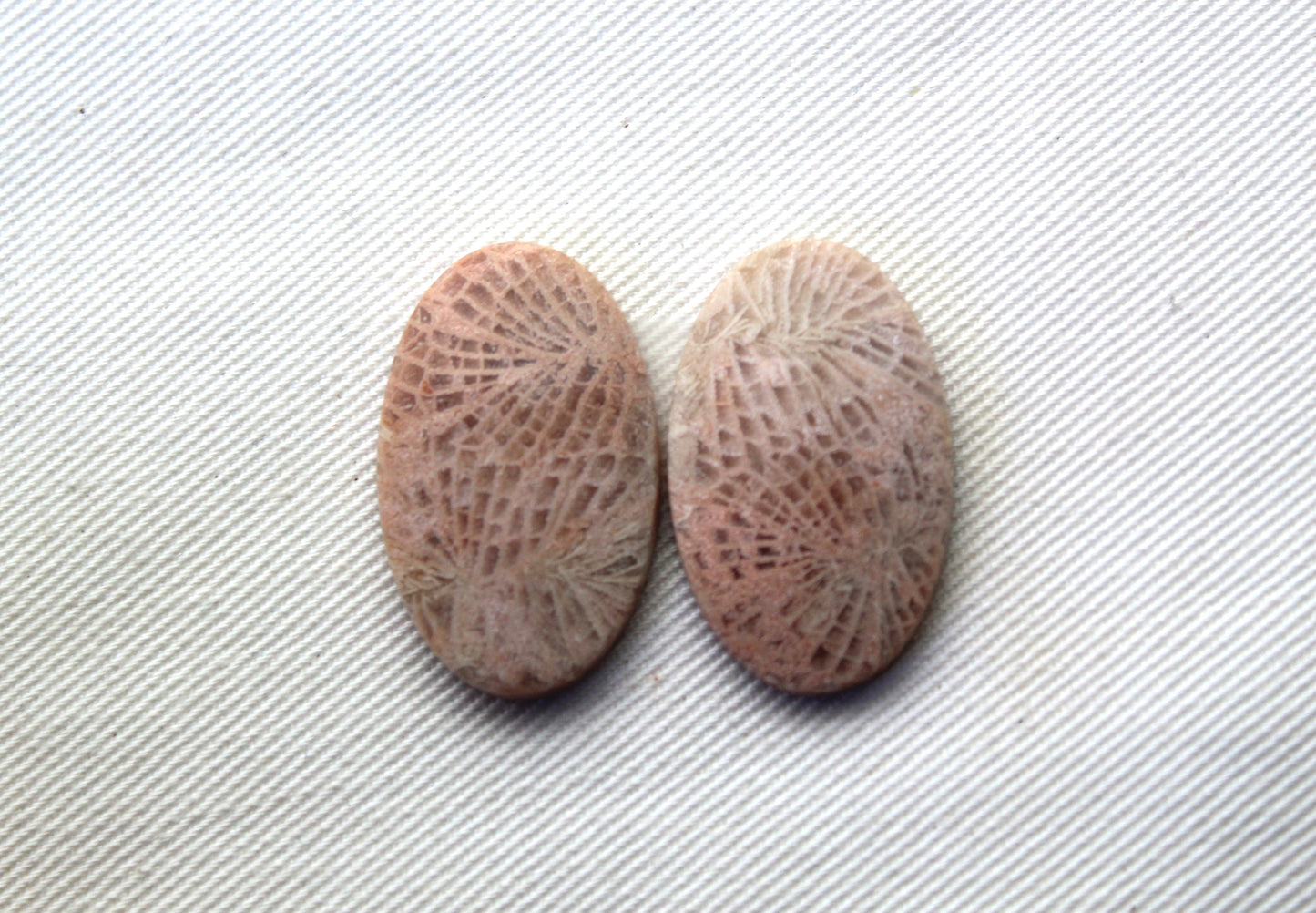 Fossil coral pair cabochons oval beige
