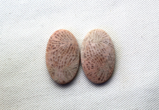 Fossil coral pair cabochons oval beige