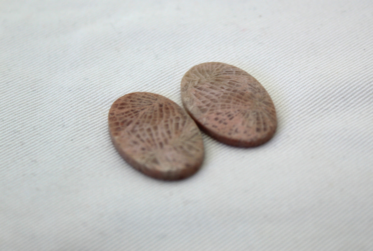 Fossil coral pair cabochons oval beige
