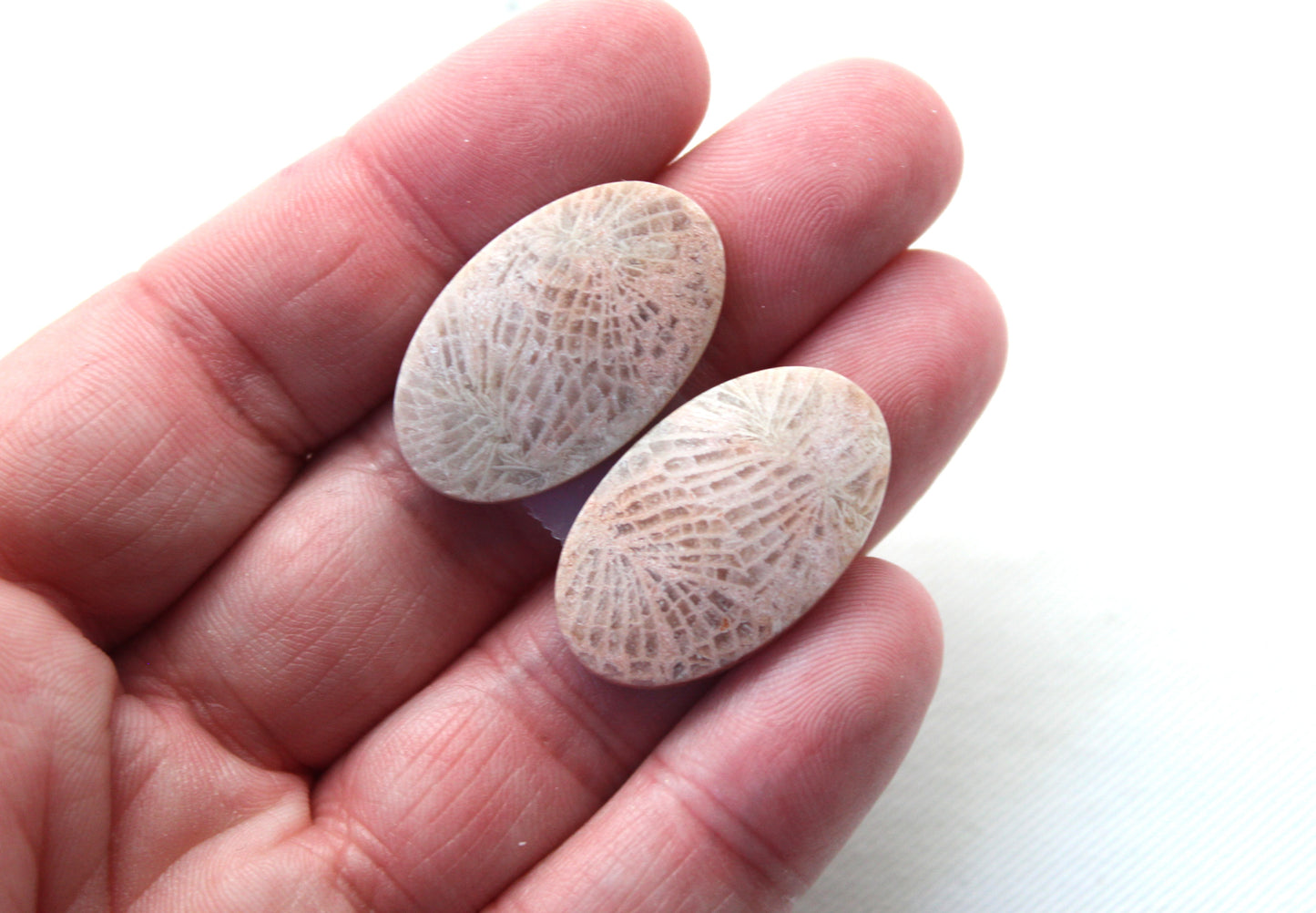 Fossil coral pair cabochons oval beige