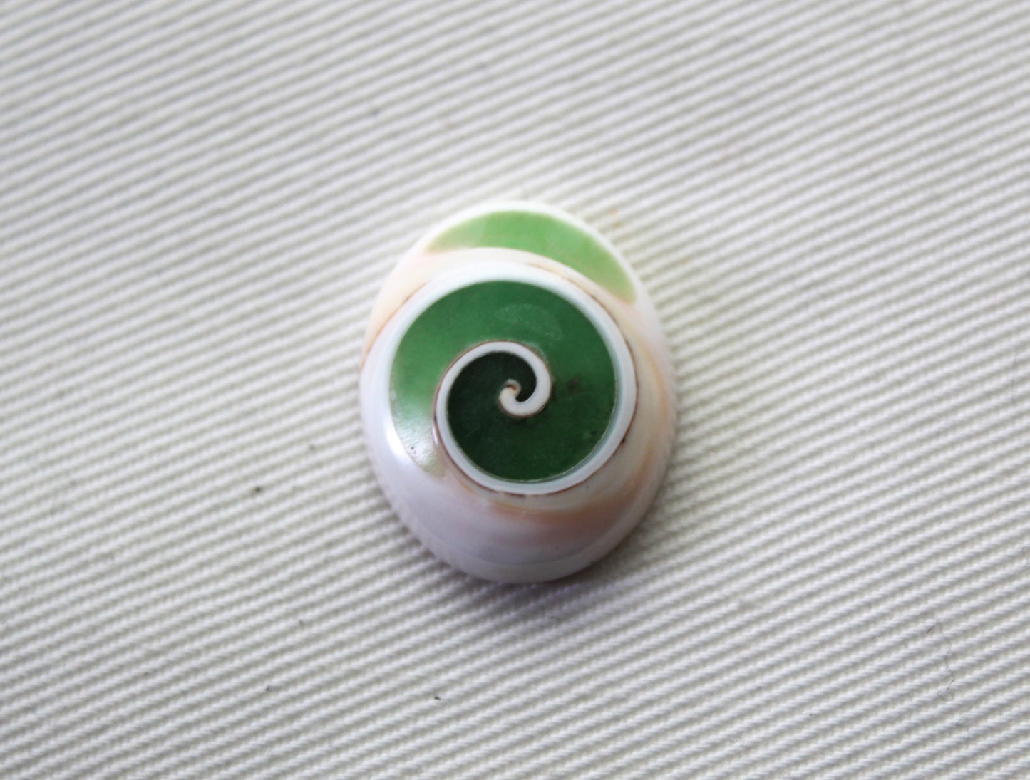 Larme fossile de pierre gemme fossile d'escargot d'oeil de Shiva vert