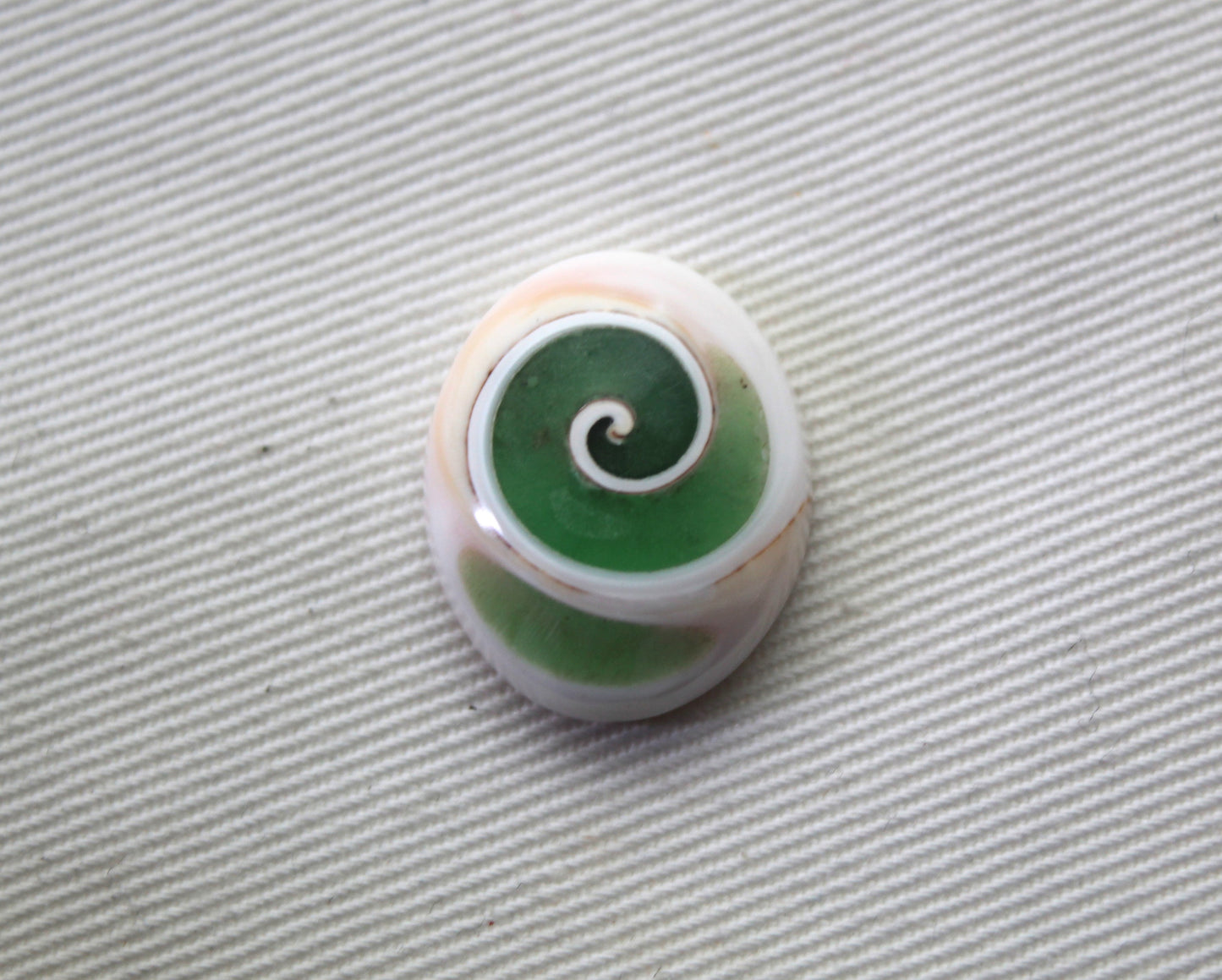 Larme fossile de pierre gemme fossile d'escargot d'oeil de Shiva vert