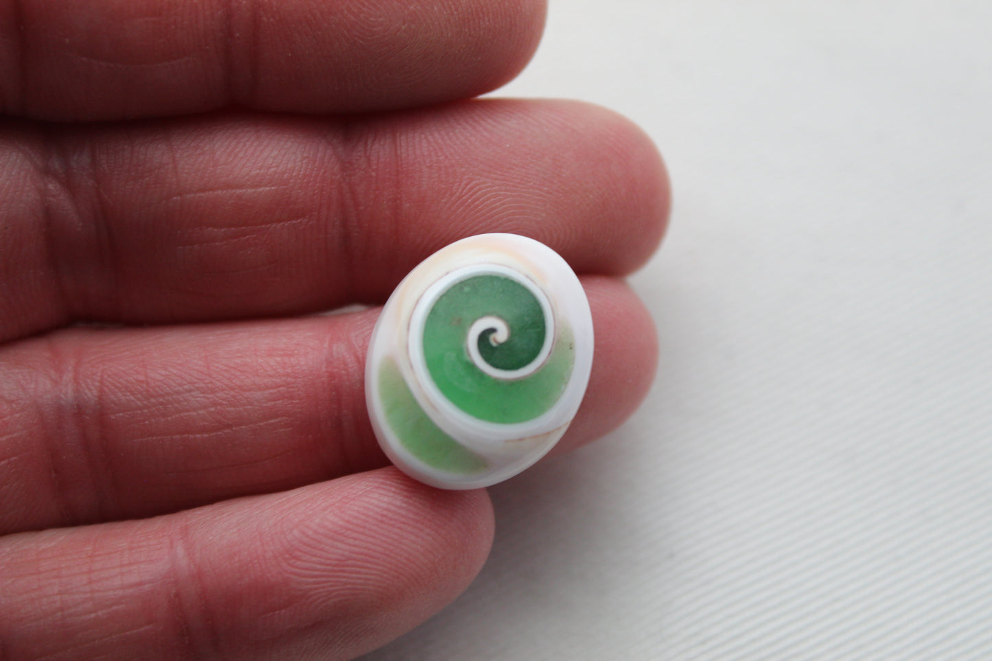 Larme fossile de pierre gemme fossile d'escargot d'oeil de Shiva vert