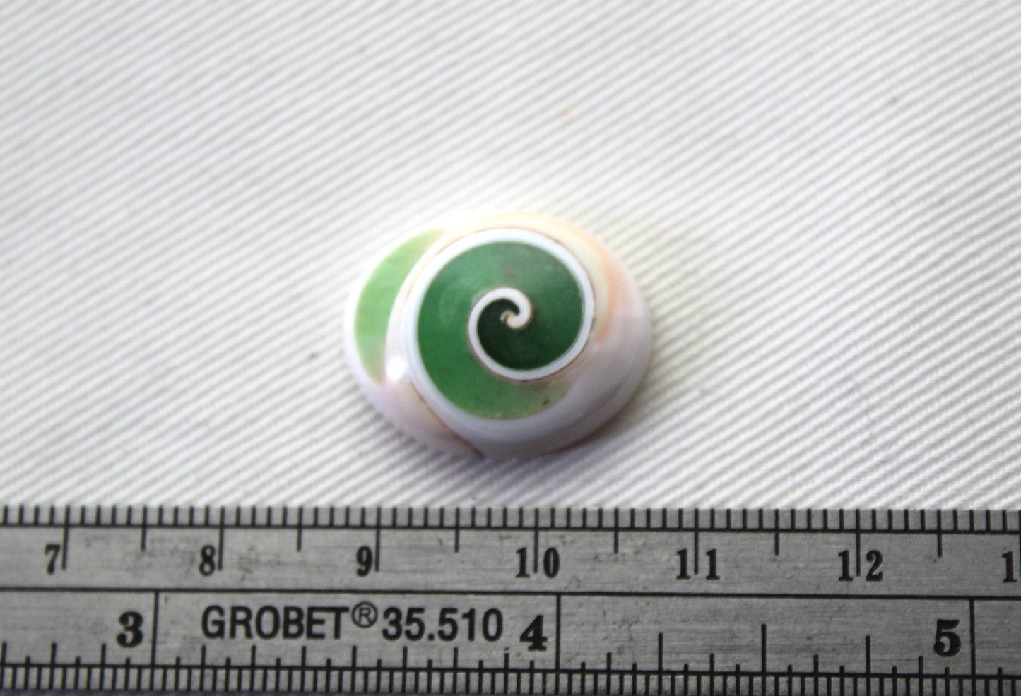 Larme fossile de pierre gemme fossile d'escargot d'oeil de Shiva vert