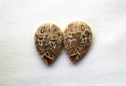 Fossil Palmwood Pair Cabochon Gemstone with druzy pockets