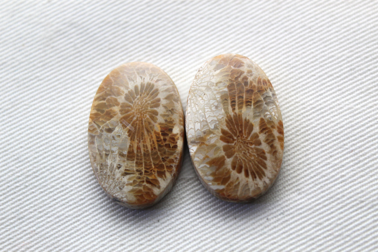 Fossil coral pair cabochons ovals (Copie)