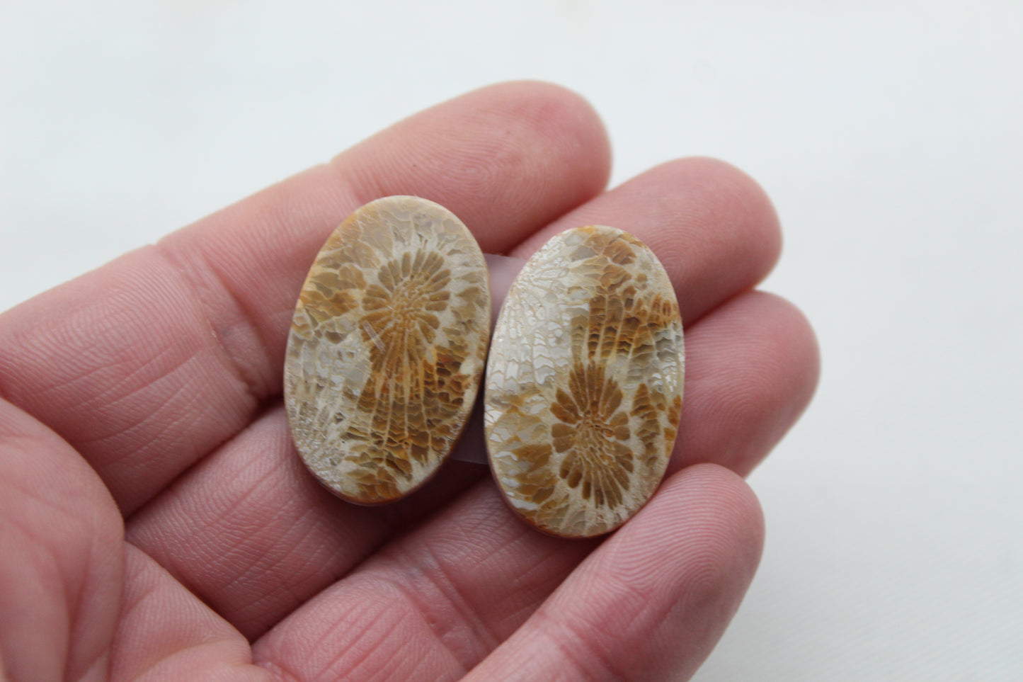 Fossil coral pair cabochons ovals (Copie)