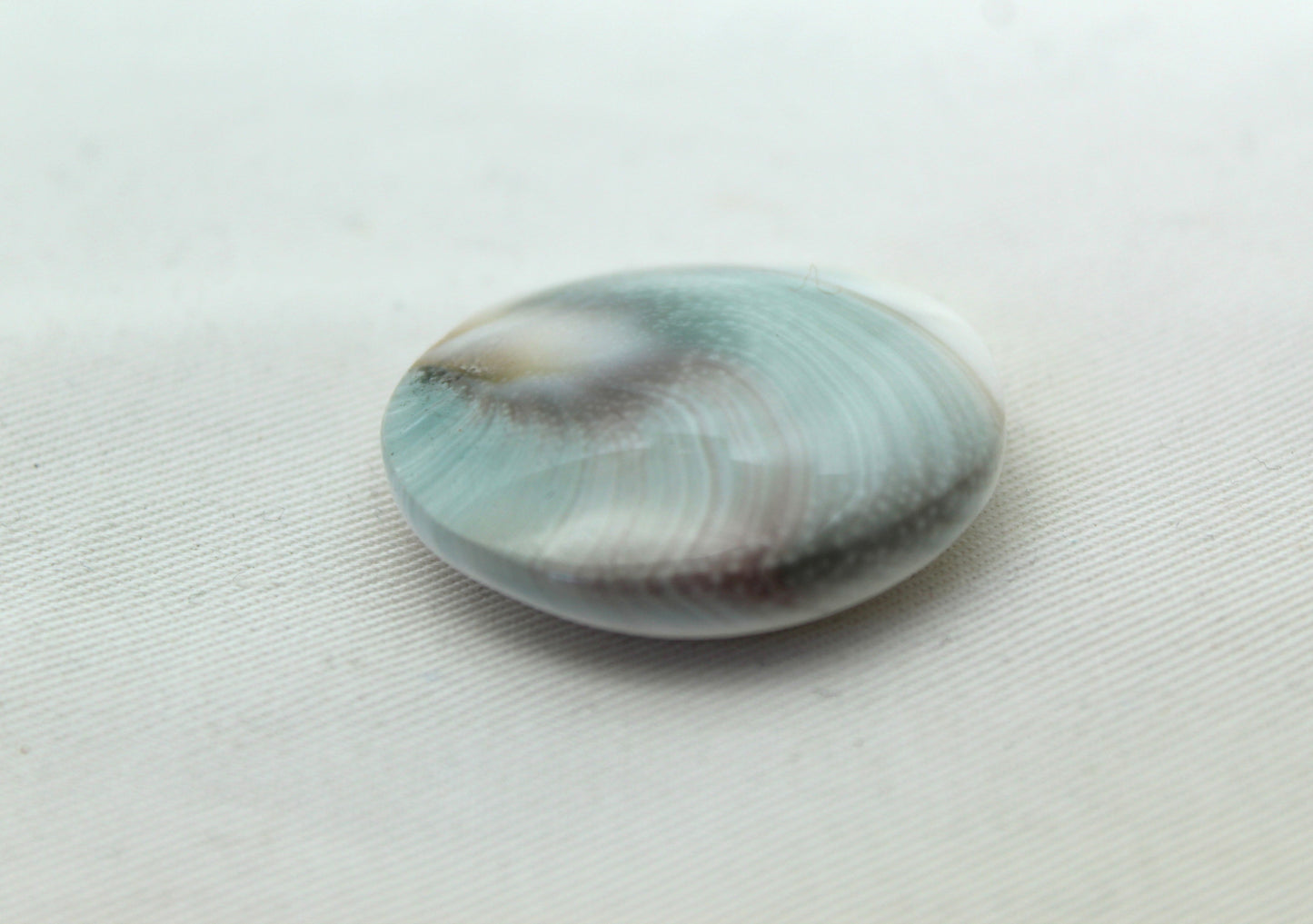 Large Shiva Eye Snail fossil gemstone 36MM