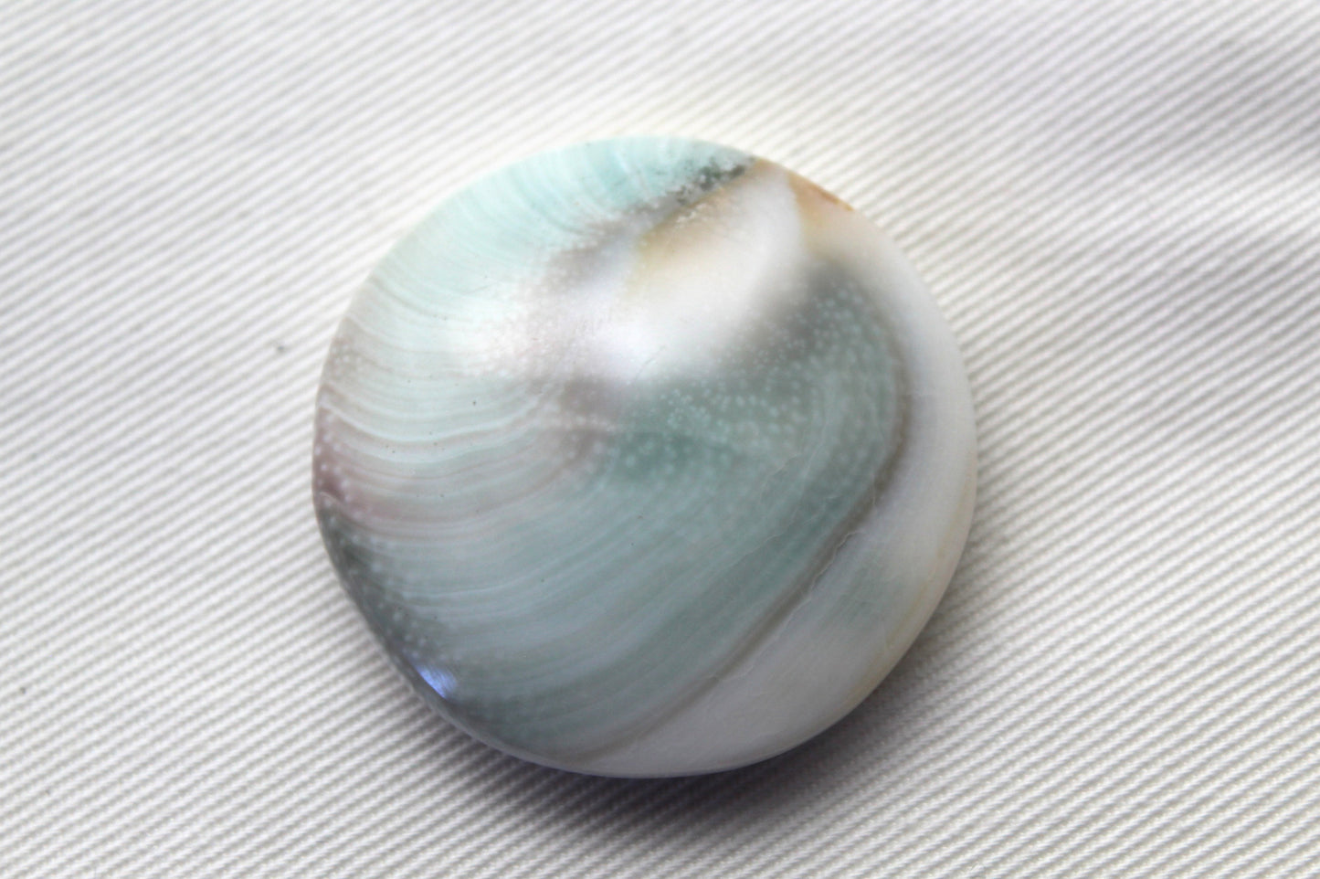 Large Shiva Eye Snail fossil gemstone 36MM