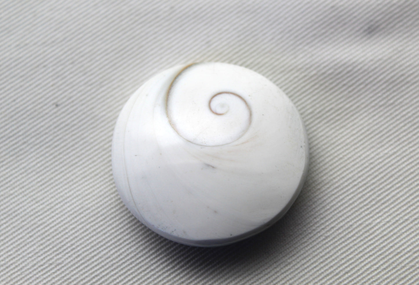 Large Shiva Eye Snail fossil gemstone 36MM