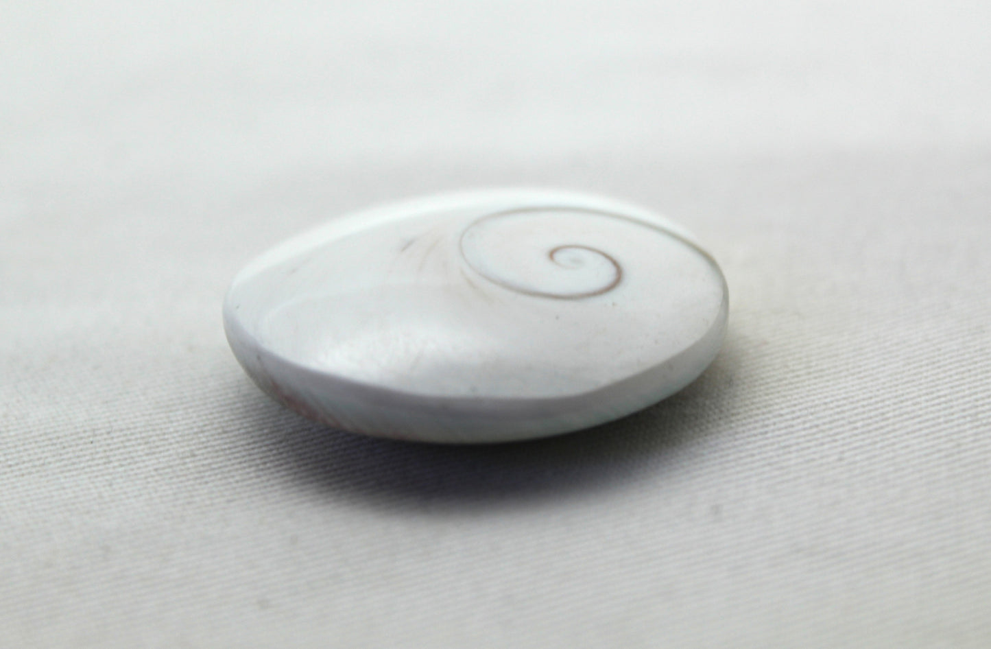 Large Shiva Eye Snail fossil gemstone 36MM