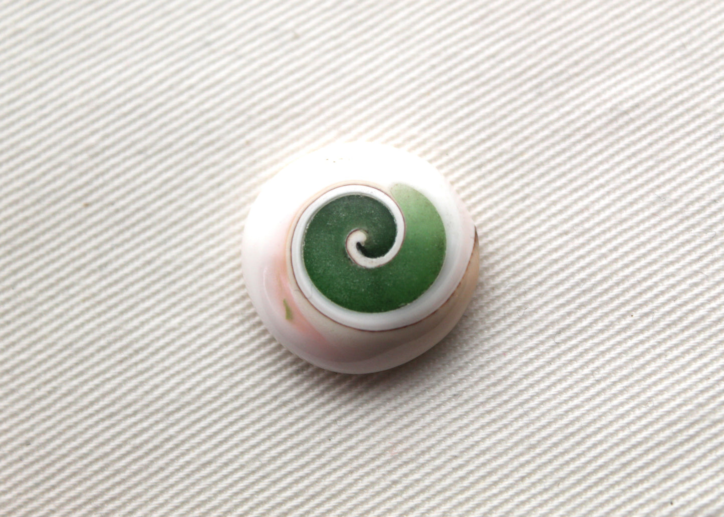 Pierre précieuse de coeur fossile d'escargot d'oeil de Shiva vert