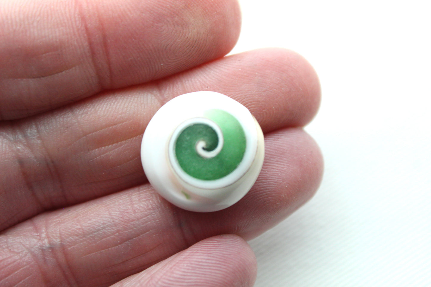 Pierre précieuse de coeur fossile d'escargot d'oeil de Shiva vert