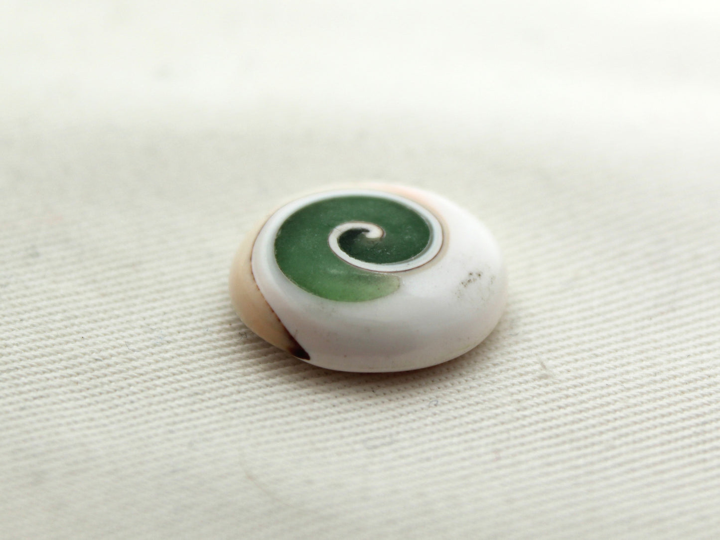 Pierre précieuse de coeur fossile d'escargot d'oeil de Shiva vert