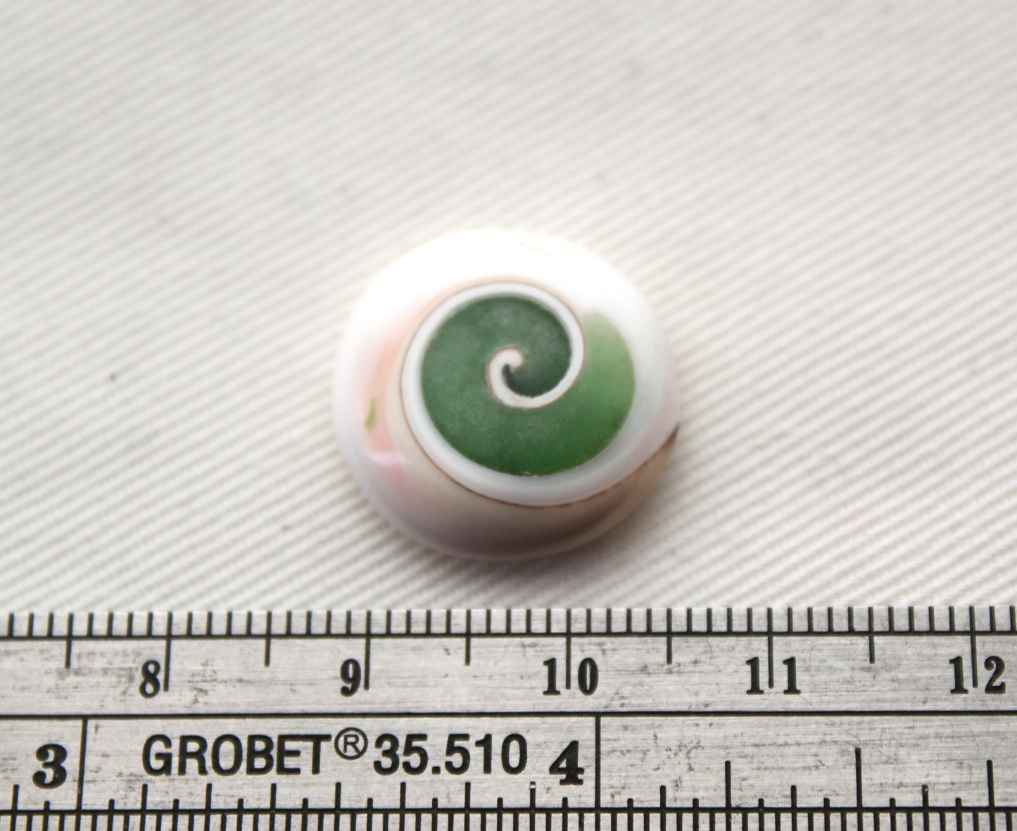 Pierre précieuse de coeur fossile d'escargot d'oeil de Shiva vert
