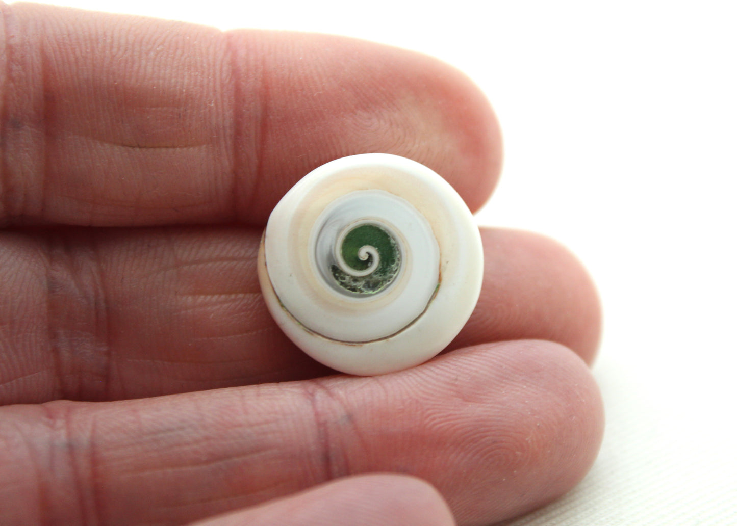 Pierre précieuse de coeur fossile d'escargot d'oeil de Shiva vert