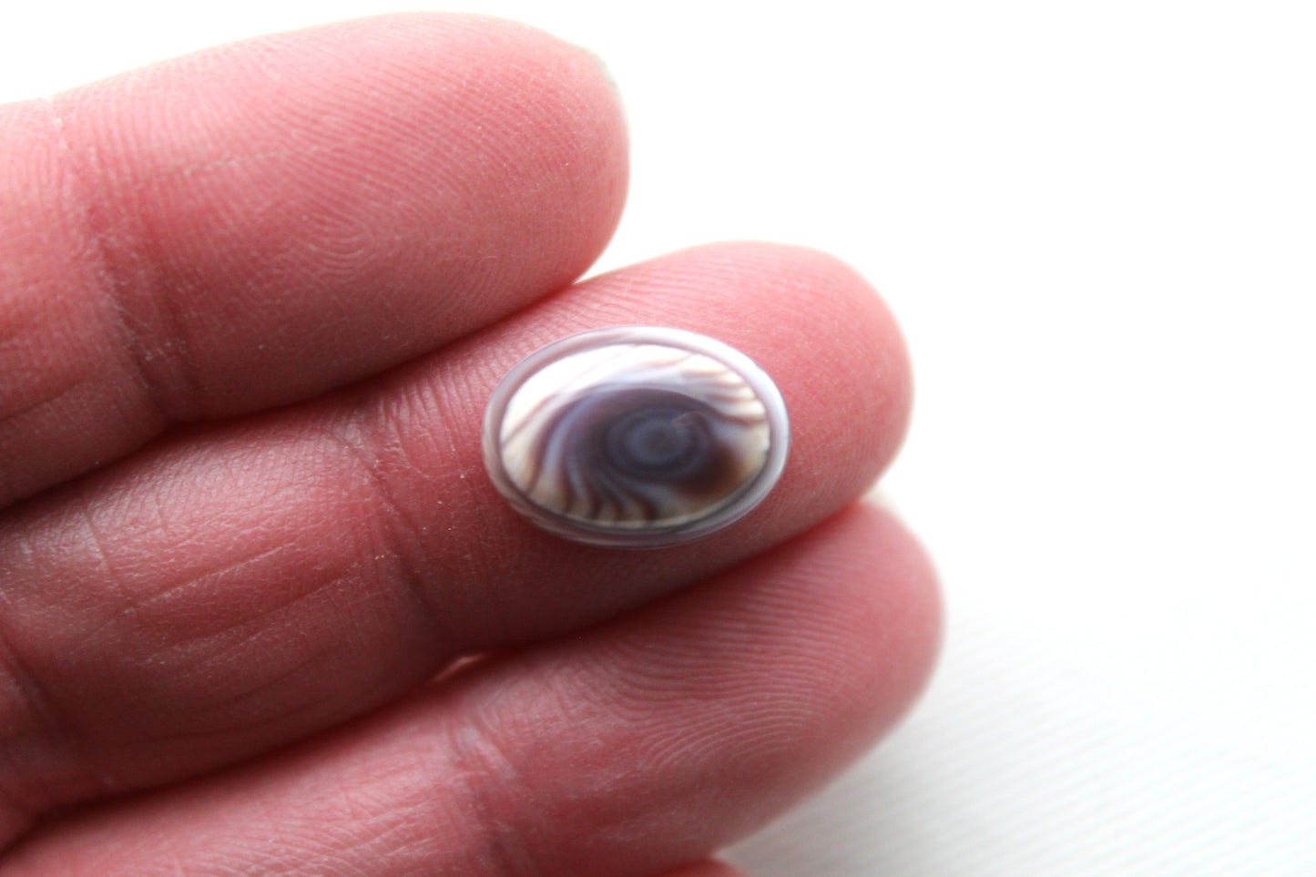 TWO Wampum Quahog Shell Oval 10x14MM