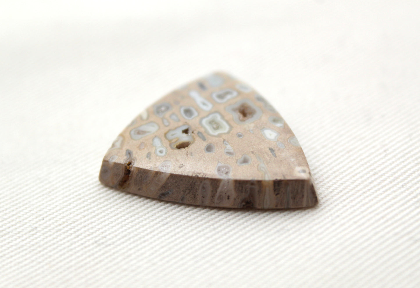 One Fossil Palmwood Cabochon Gemstone with druzy pockets triangle