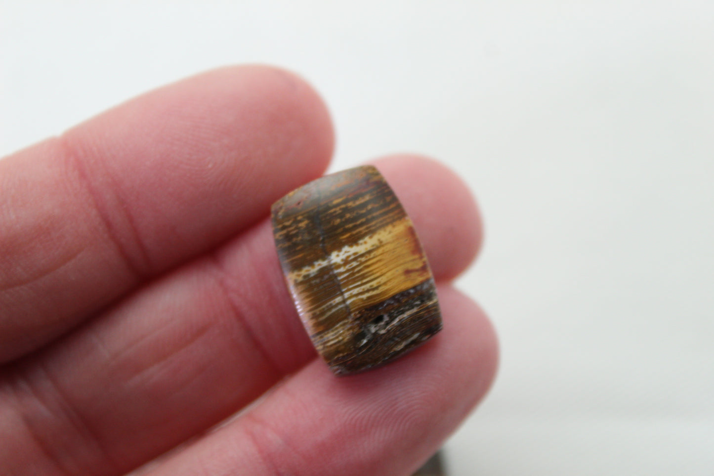 Small Petrified Wood Cabochon Pair natural gemstones