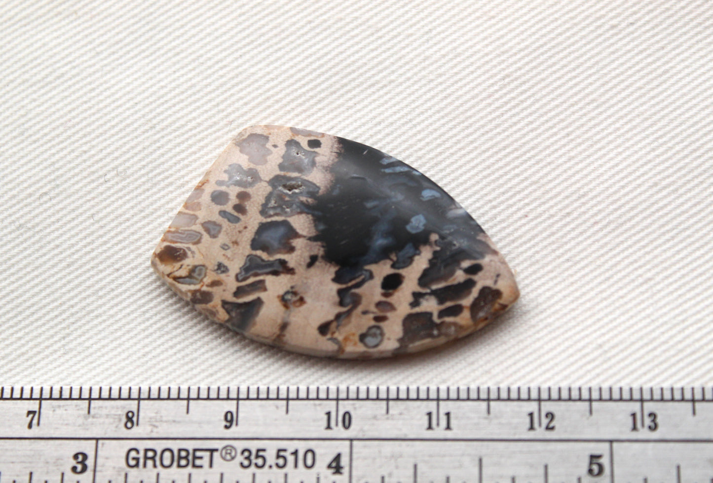Grand cabochon en bois de palmier pétrifié