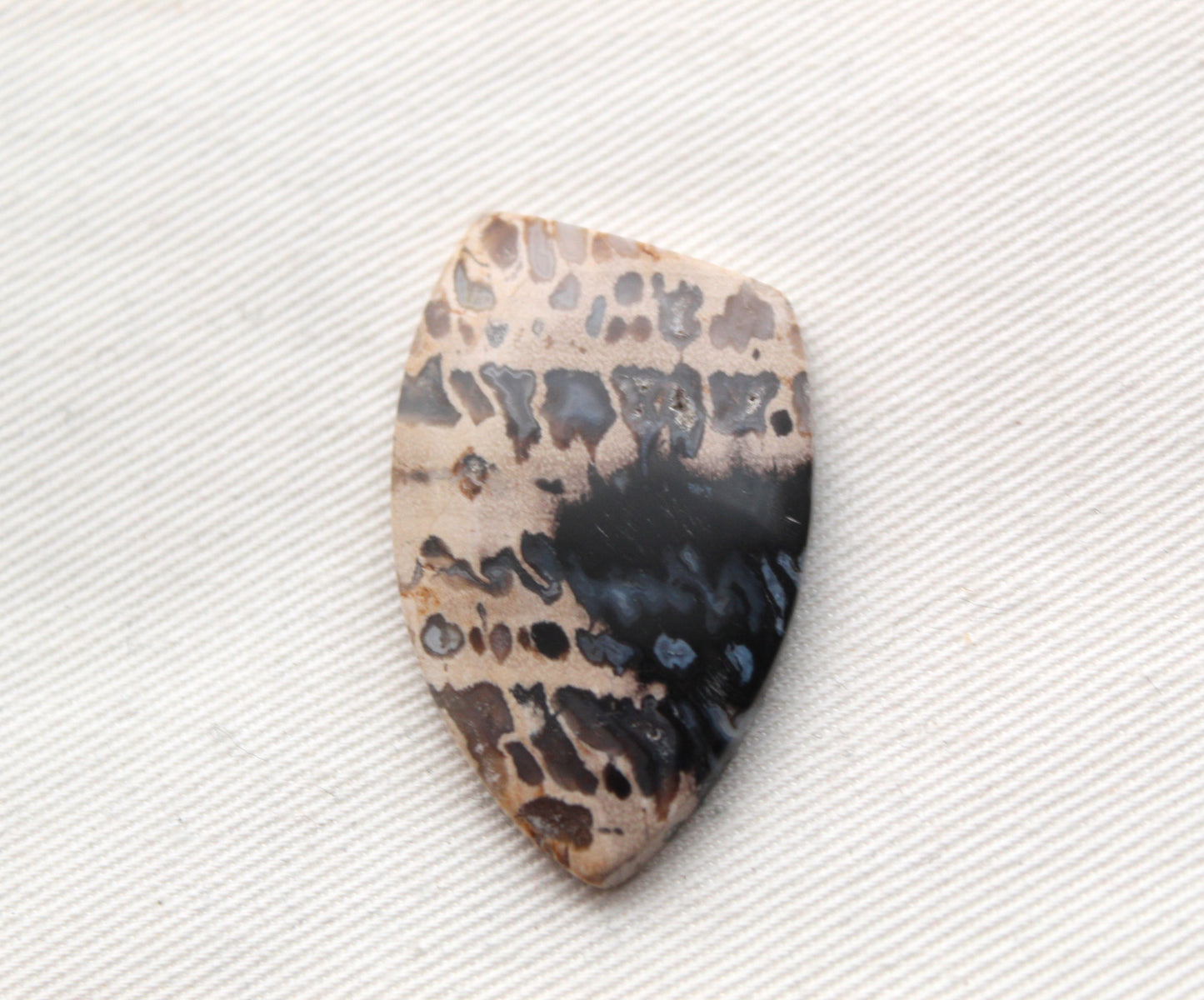 Grand cabochon en bois de palmier pétrifié