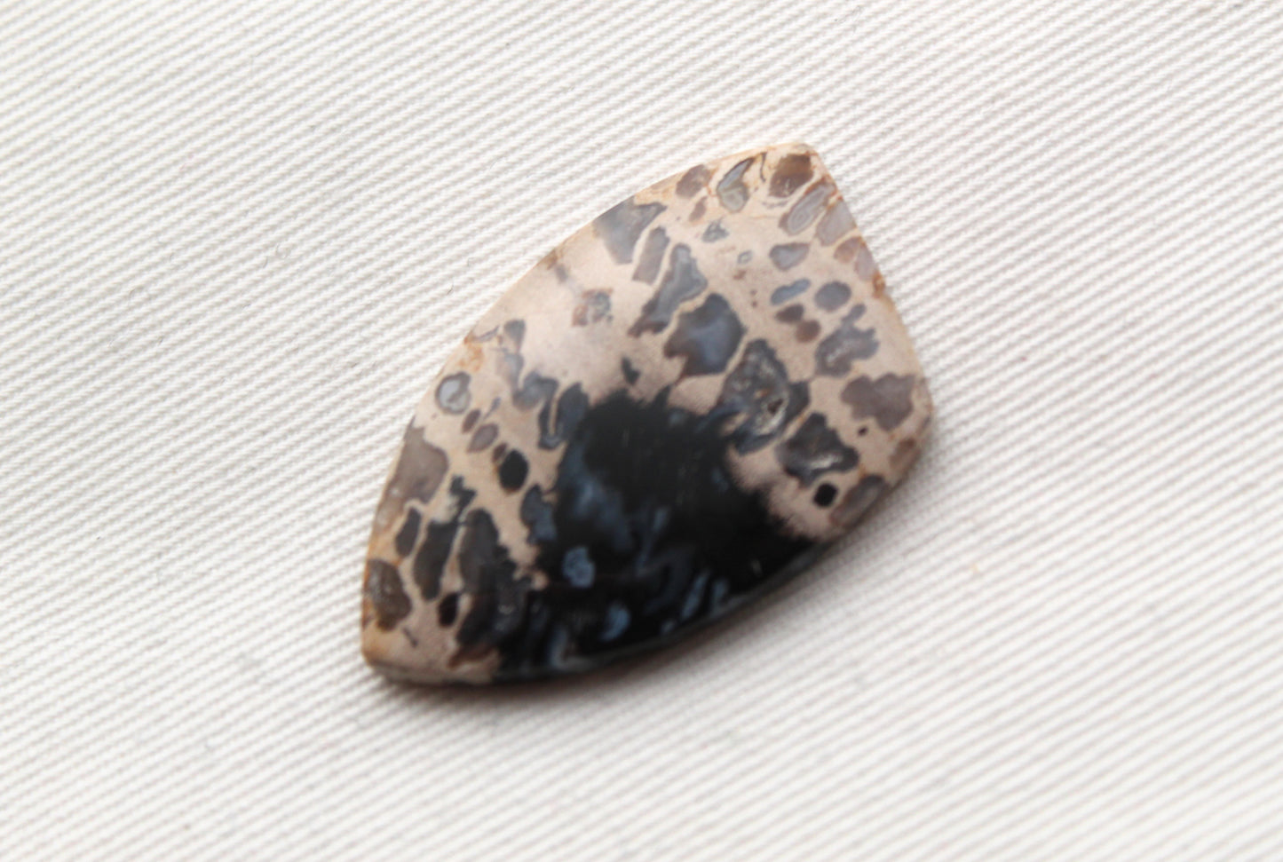 Grand cabochon en bois de palmier pétrifié