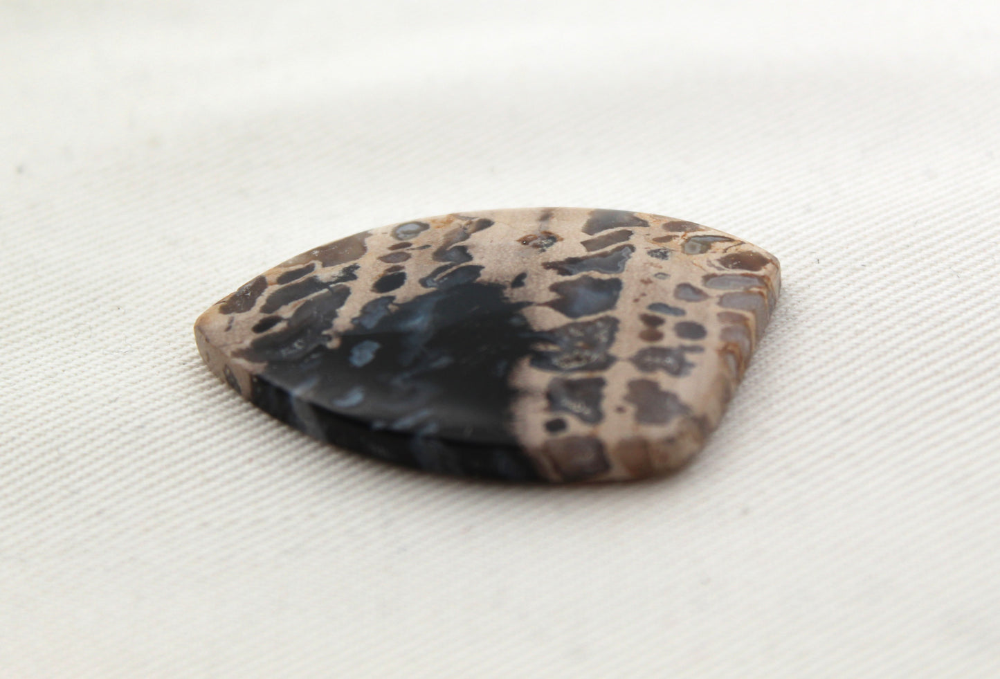 Grand cabochon en bois de palmier pétrifié
