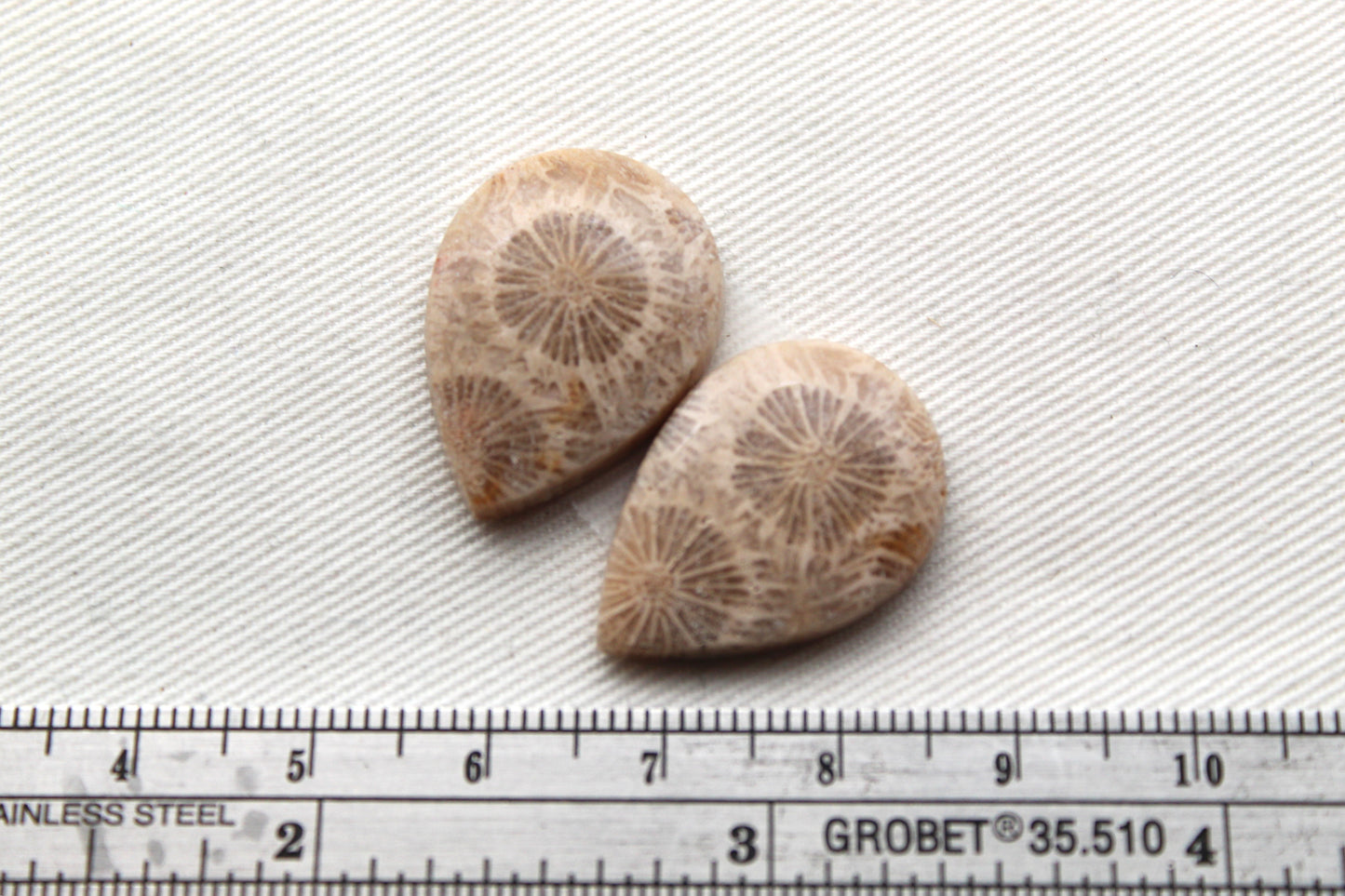 Fossilized Coral Pair of Gemstones cabochon beige natural