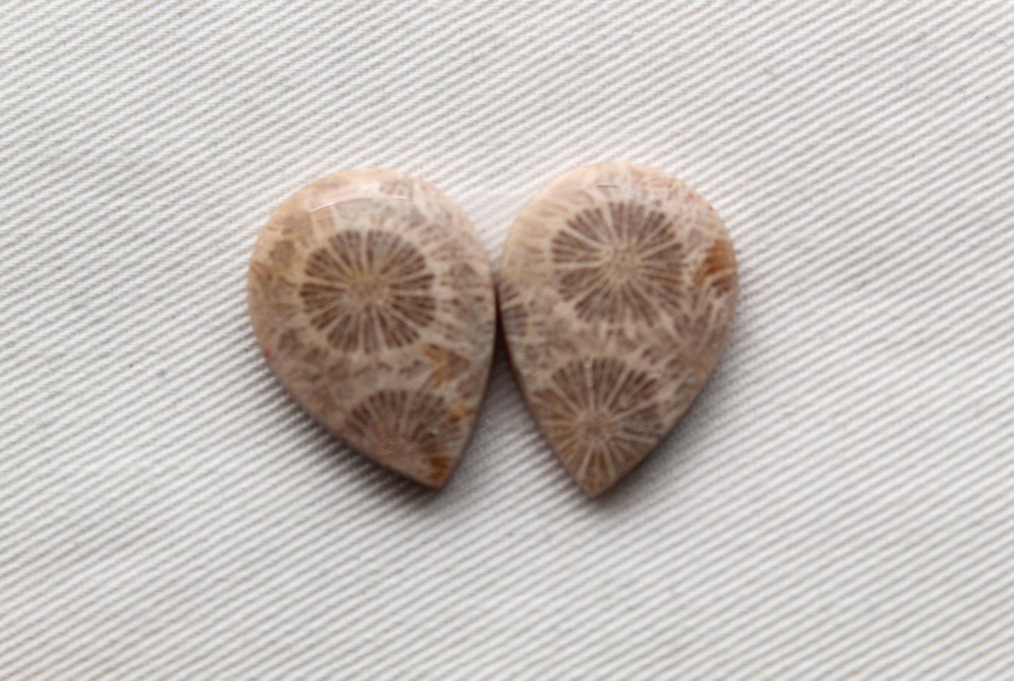 Fossilized Coral Pair of Gemstones cabochon beige natural
