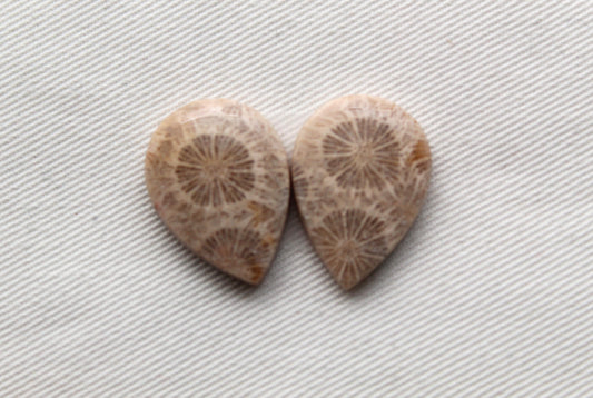 Fossilized Coral Pair of Gemstones cabochon beige natural