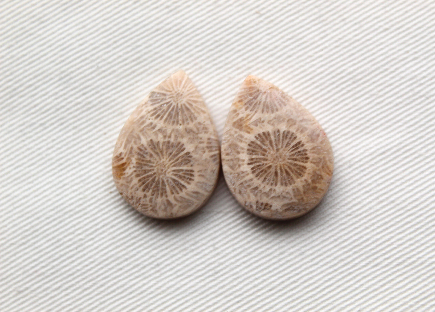 Fossilized Coral Pair of Gemstones cabochon beige natural