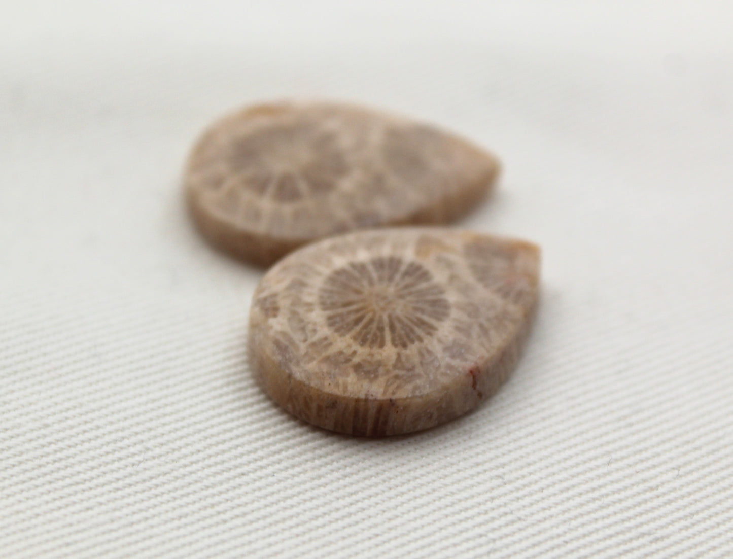 Fossilized Coral Pair of Gemstones cabochon beige natural