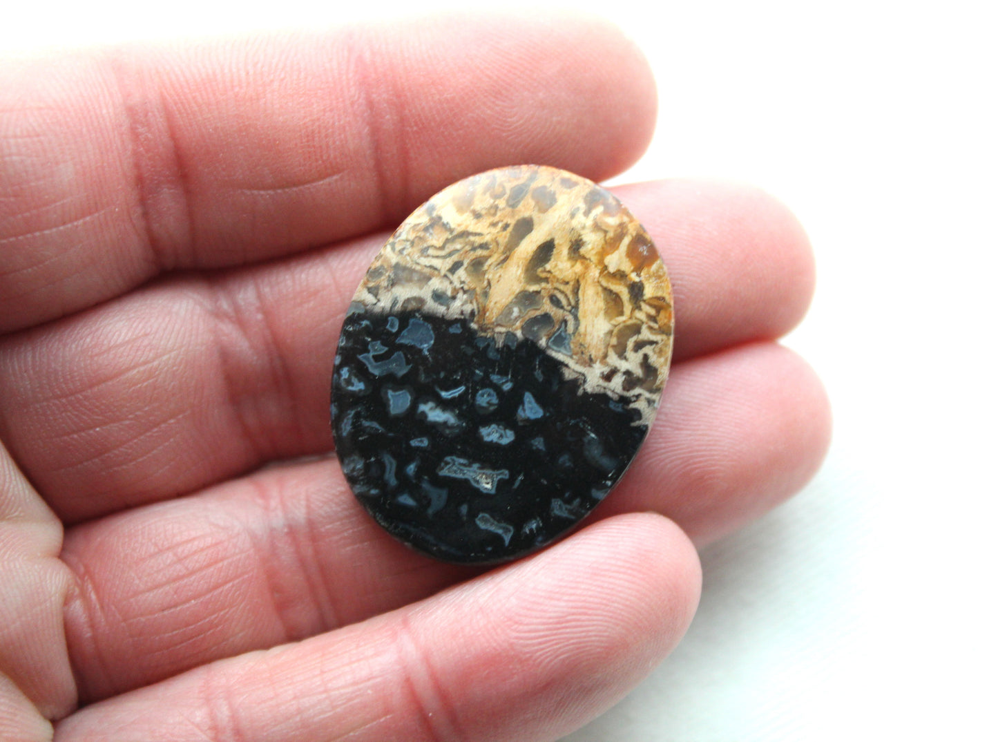 Fossil Palm Root Cabochon Gemstone black and beige