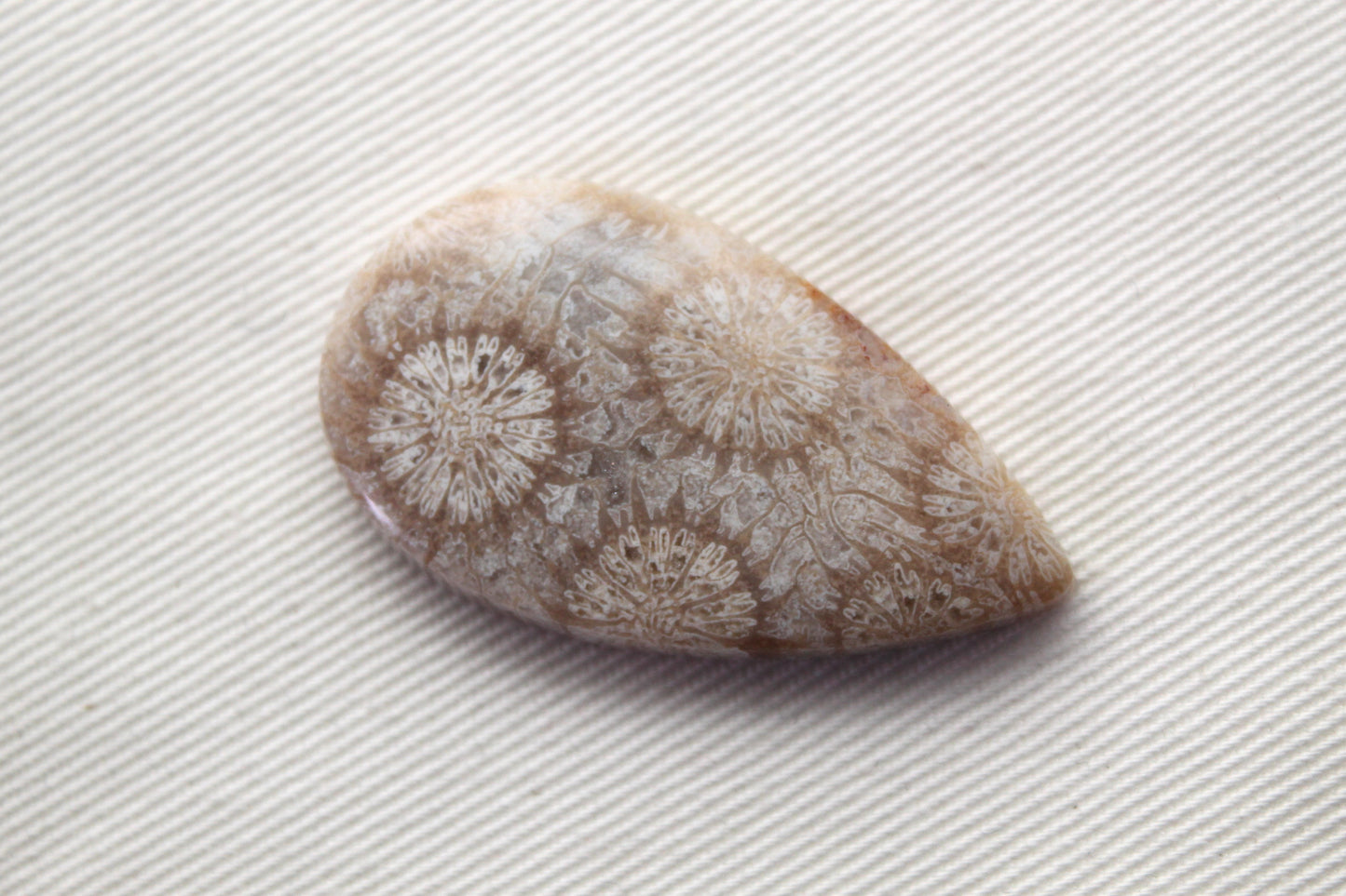 Fossilized Coral Gemstone Teardrop cabochon