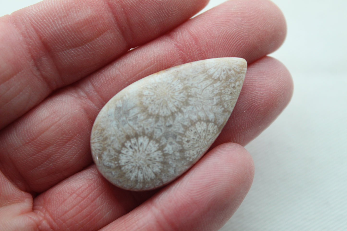 Fossilized Coral Gemstone Teardrop cabochon